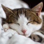 getting a new cat