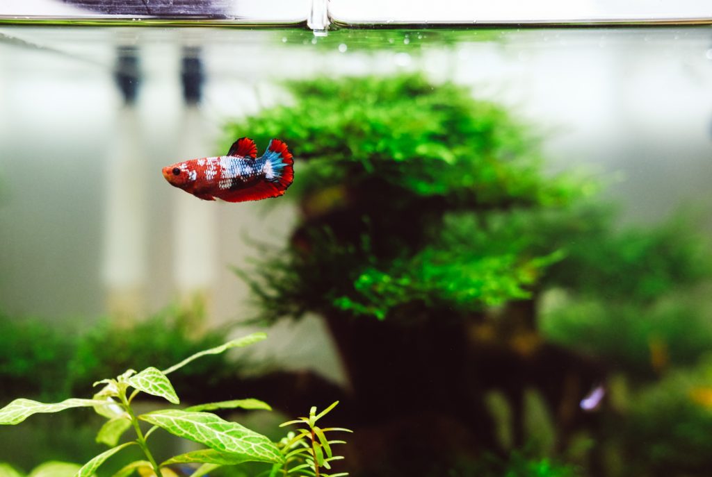 betta fish as pets