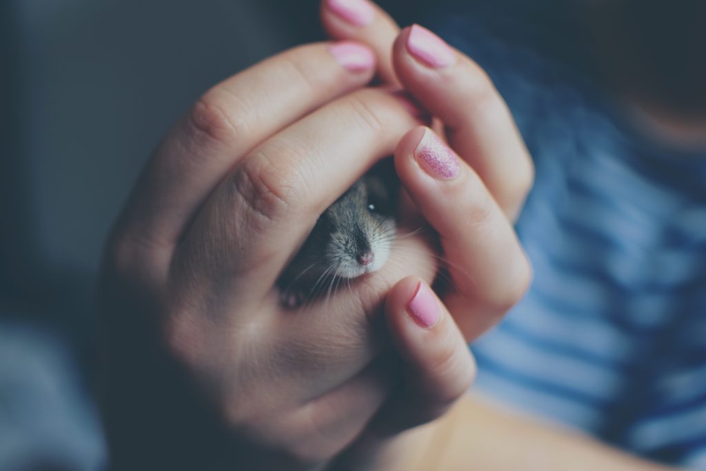 pet mouse