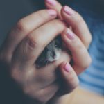 pet mouse