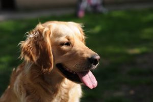 golden retriever with tongue out
