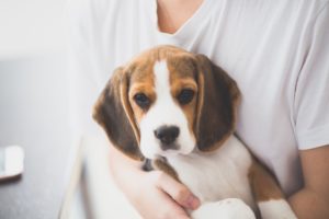 beagle puppy
