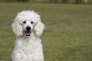 white poodle
