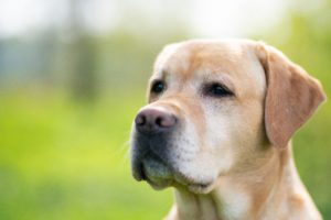 labrador retreiver 