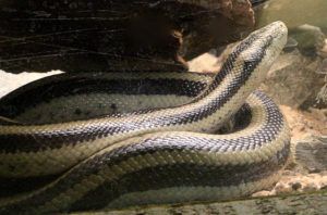 rosy boa snake