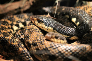 hognose snake