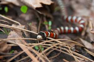 Kingsnake
