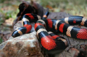 milk snake