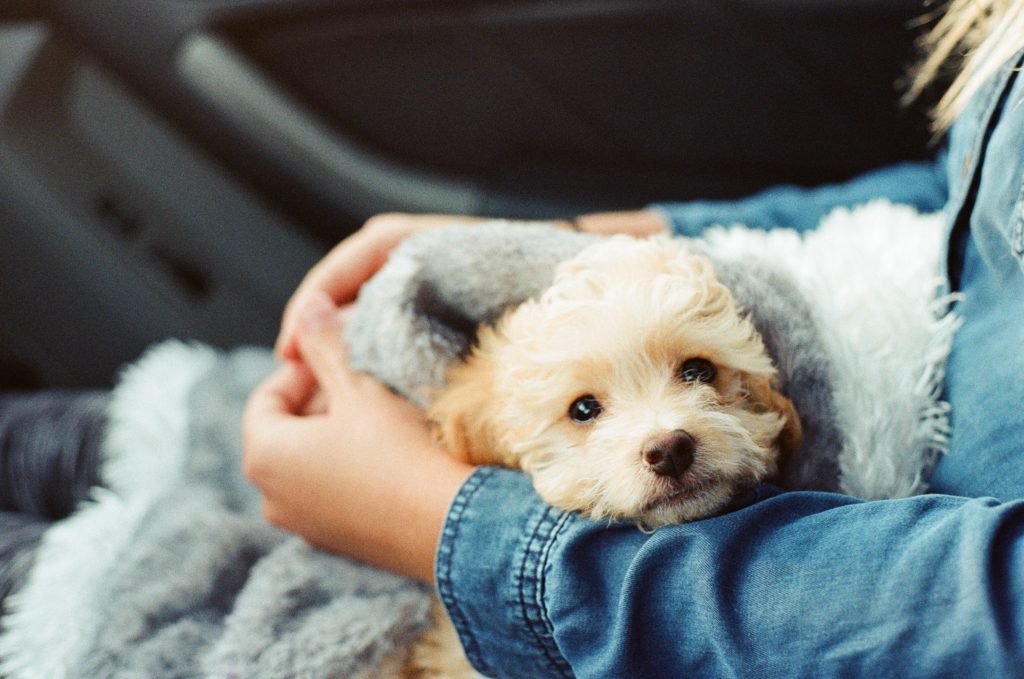 Traveling with an Emotional Support Animal