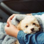 Traveling with an Emotional Support Animal