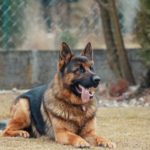 german shepherd