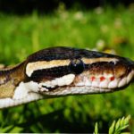 Best Snake Breeds For Beginners
