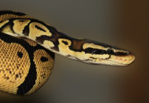 ball python
