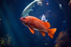 fish swimming in water