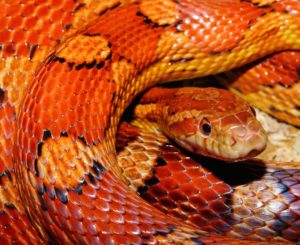 corn snake