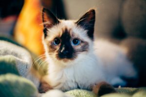 adorable kitten looking at camera
