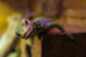 lizard starring into the camera