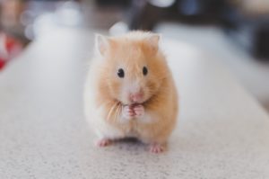 brown hamster