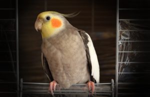 bird sitting in cage