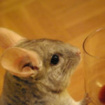 pets for apartments