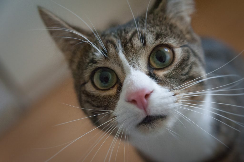 cat hair
