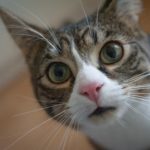 cat hair