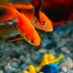 beautiful goldfish swimming