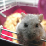 best dwarf hamster food