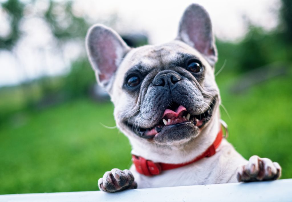 adorable little bull dog