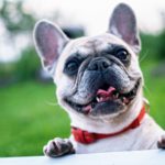 adorable little bull dog
