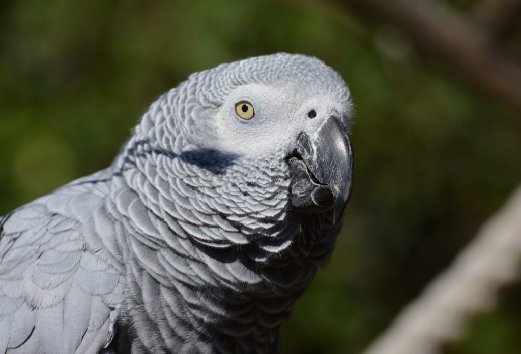 african gray parrot