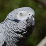 african gray parrot