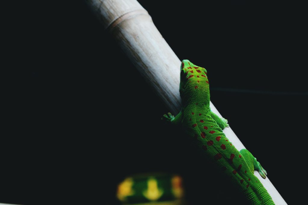 green leopard gecko