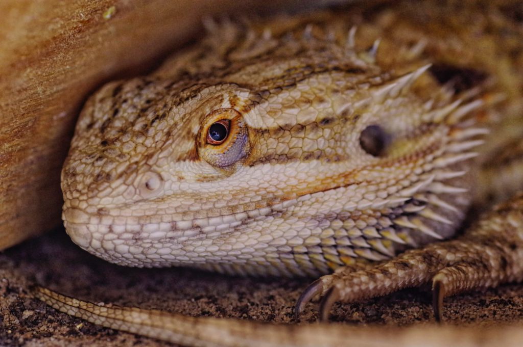 lizard tank