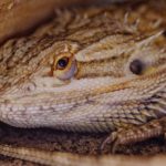 lizard tank