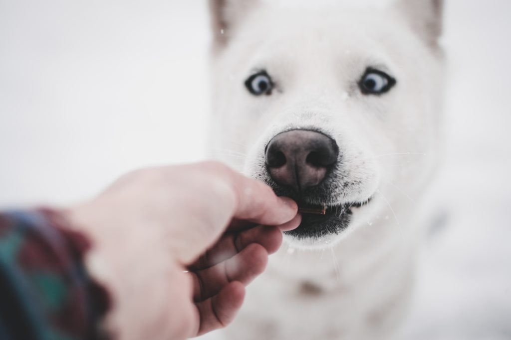 Sensitive Stomach Dog Food