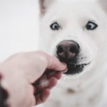 Sensitive Stomach Dog Food
