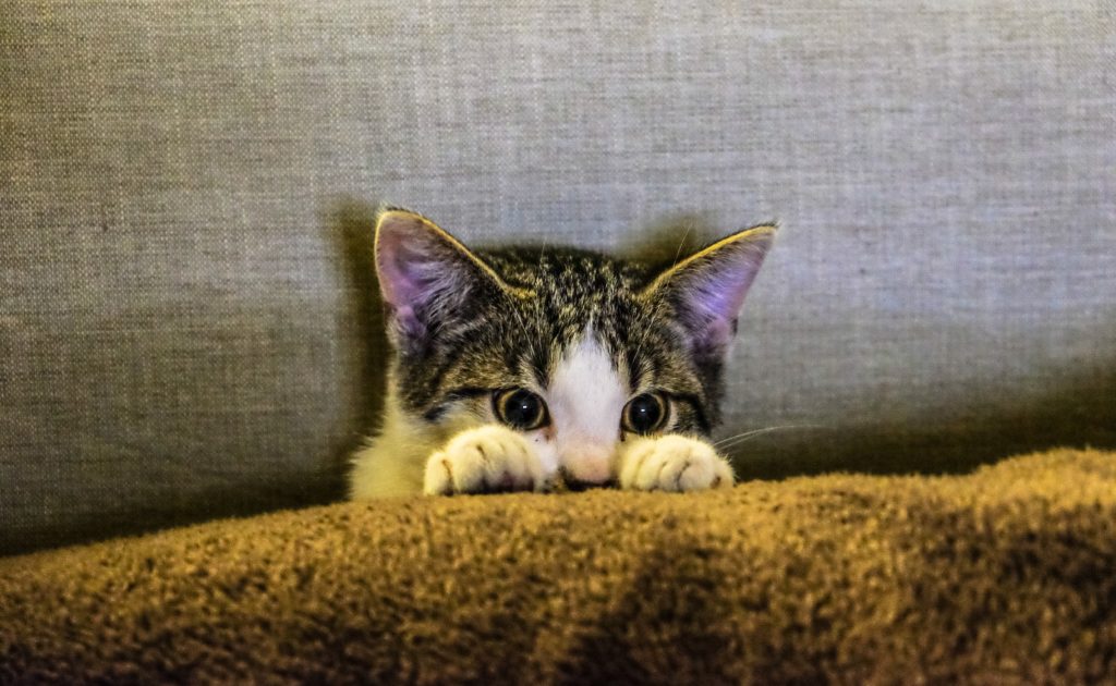 cat heartworm