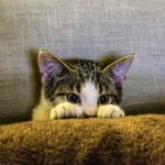 cat heartworm