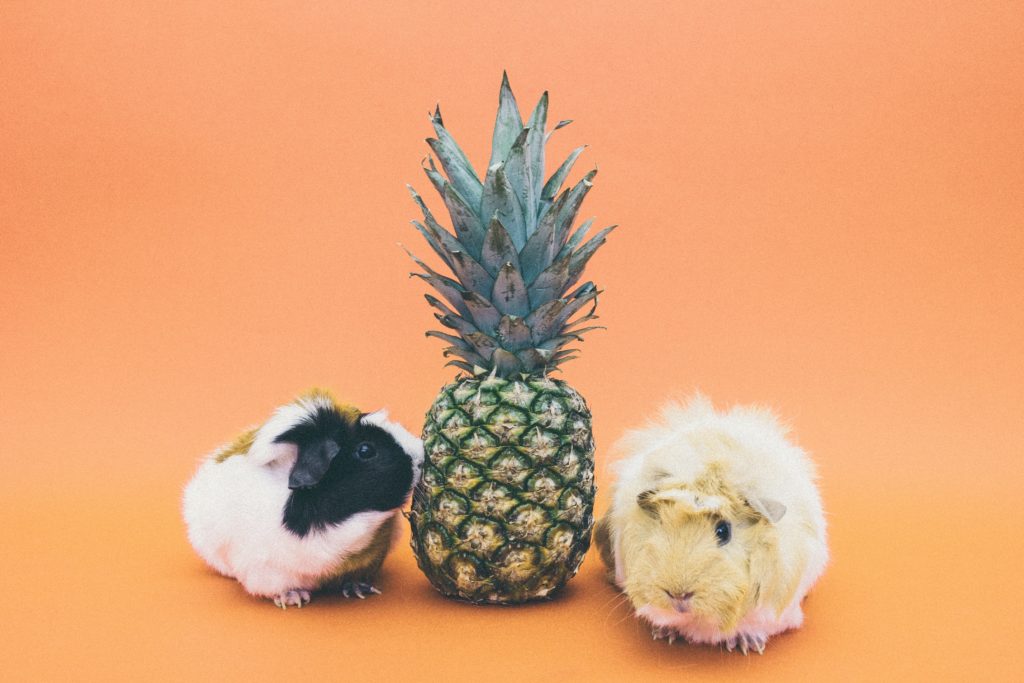 guinea pig treats