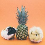 guinea pig treats