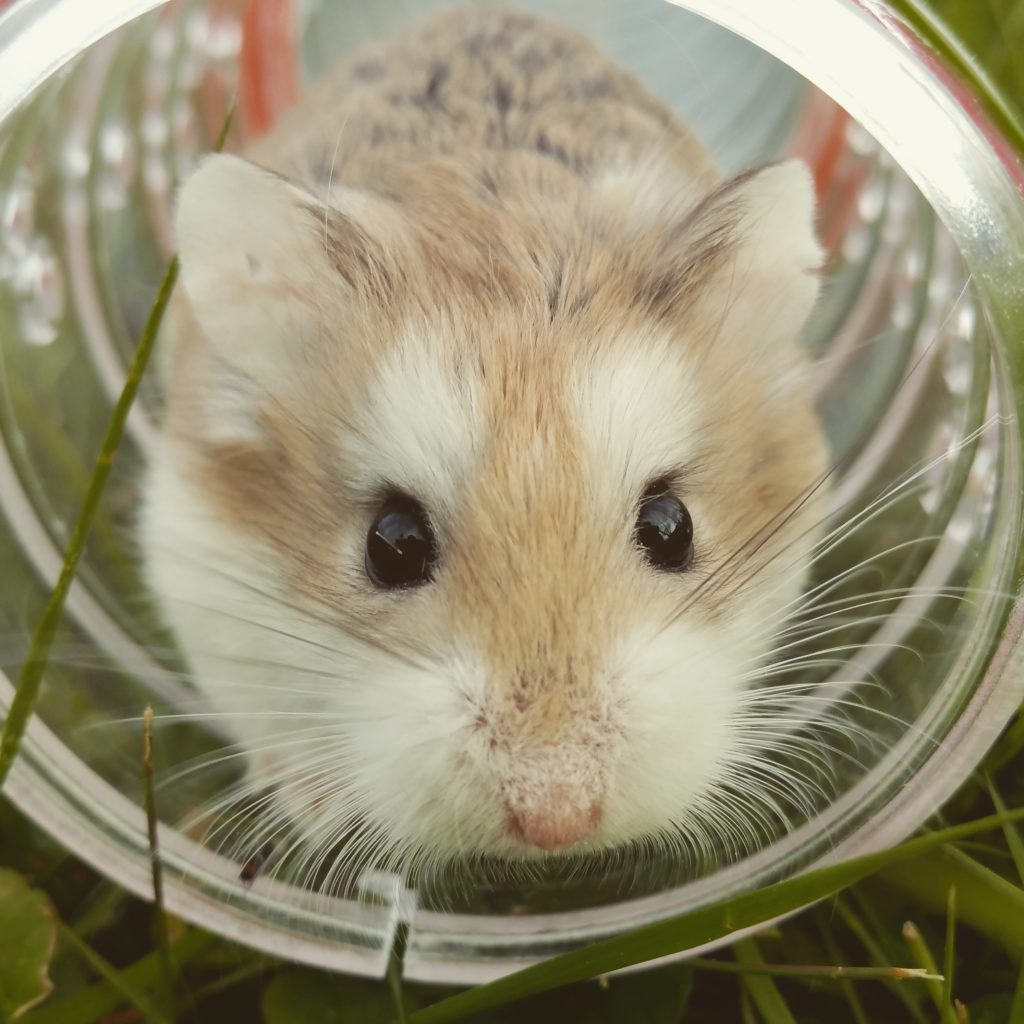 hamster lifespan
