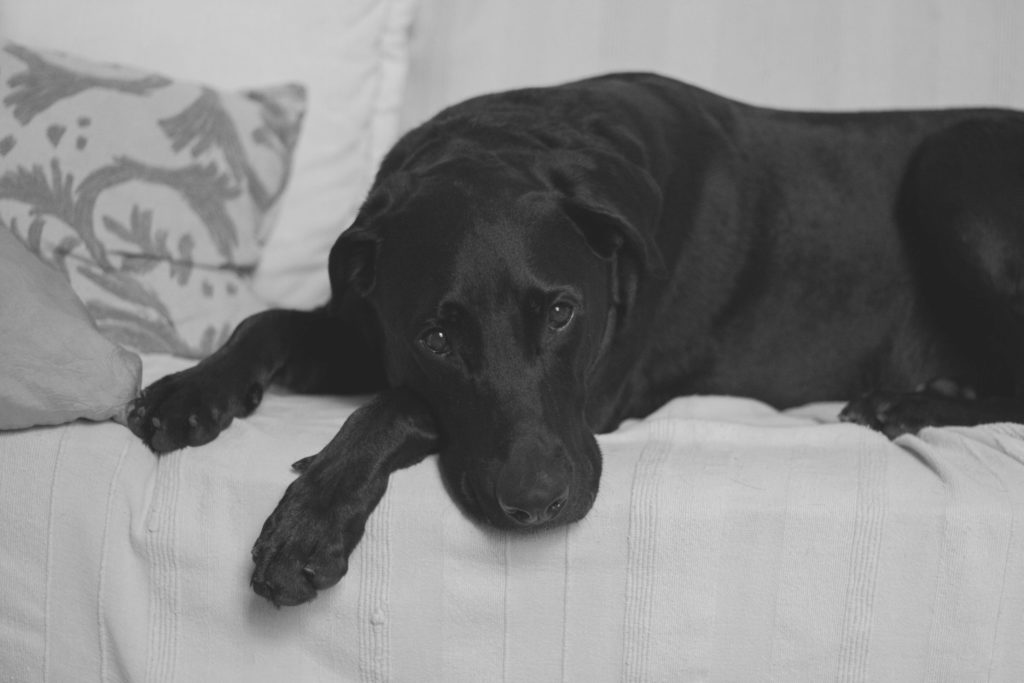 heartworm prevention, heartworm medication