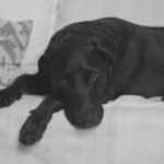 heartworm prevention, heartworm medication