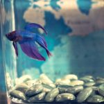 How Long Can Betta Fish Go Without Food