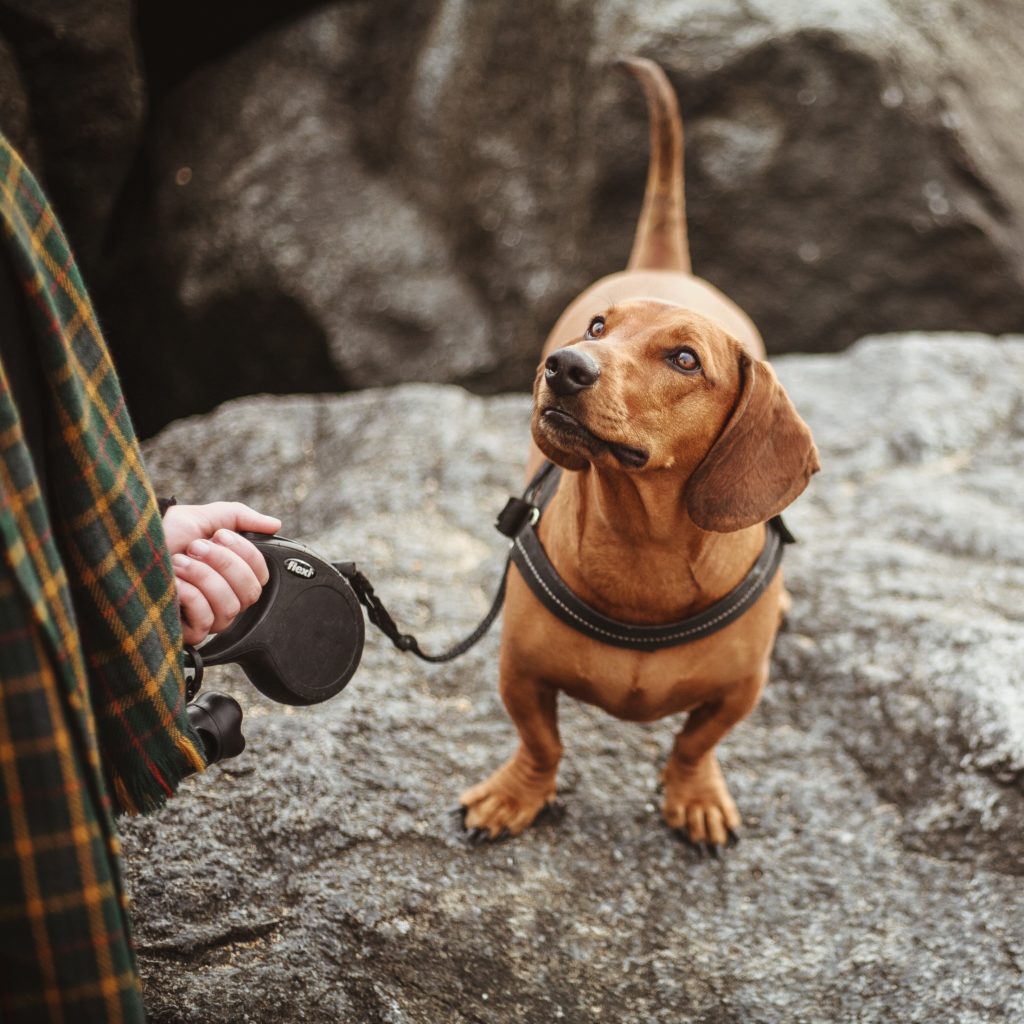 Retractable Dog Leash