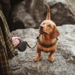 Retractable Dog Leash