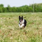 dog running in field