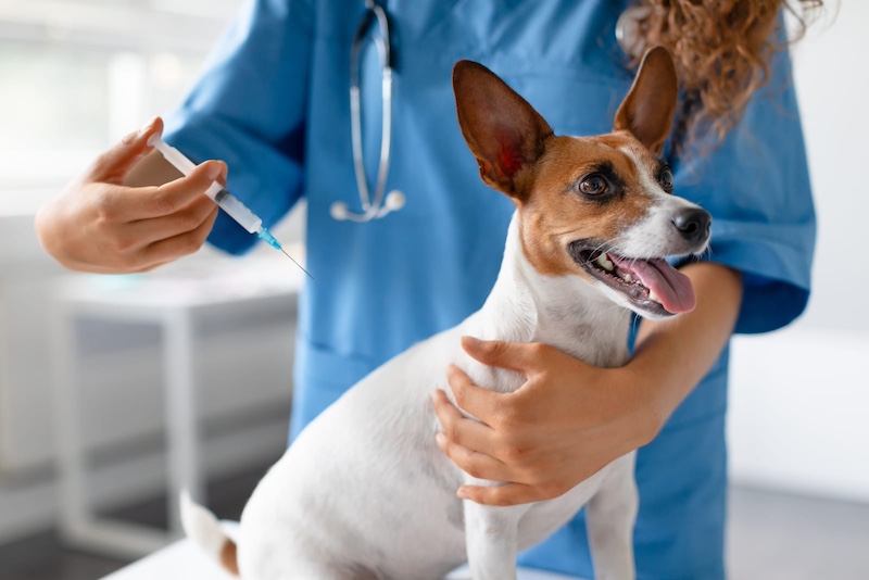 dog getting vaccine