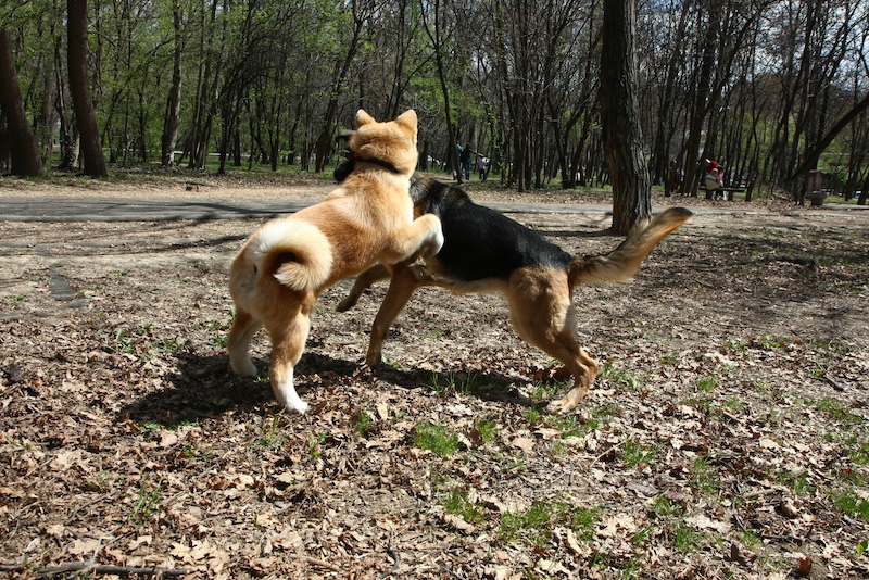 dogs playing in park